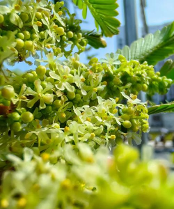 橄榄花 橄榄花百科 橄榄花 橄榄花百科