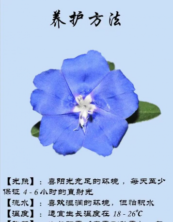 蓝星花 蓝星花百科 蓝星花 蓝星花百科
