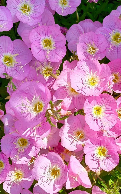 月见草 月见草百科 月见草 月见草百科