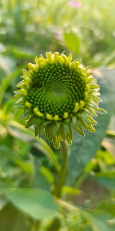 松果菊 松果菊百科 松果菊 松果菊百科