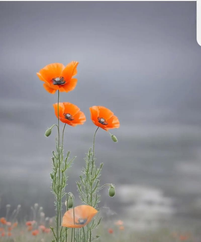 虞美人 虞美人百科 虞美人 虞美人百科