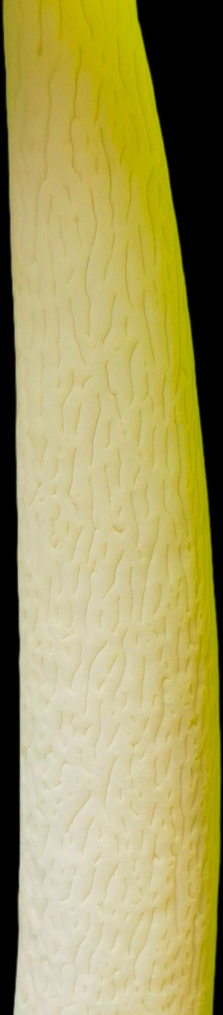 海芋花 海芋花百科 海芋花 海芋花百科