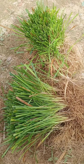 麦冬草 麦冬草百科 麦冬草 麦冬草百科