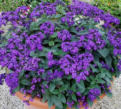 香水草 香水草百科 香水草 香水草百科