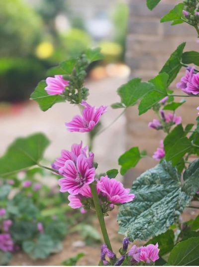 锦葵 锦葵百科 锦葵 锦葵百科