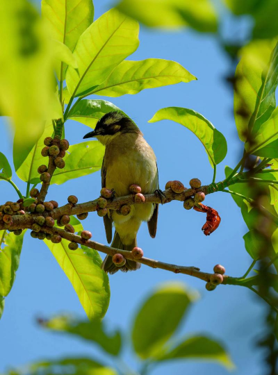 白头翁 白头翁百科 白头翁 白头翁百科