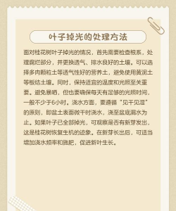 桂花在什么时候掉落 桂花在什么时候掉落