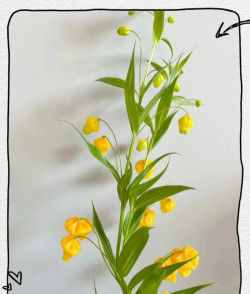 宫灯百合 宫灯百合百科 宫灯百合 宫灯百合百科