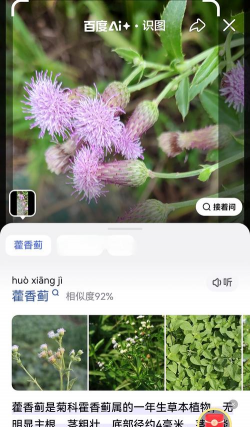 藿香蓟 藿香蓟百科 藿香蓟 藿香蓟百科