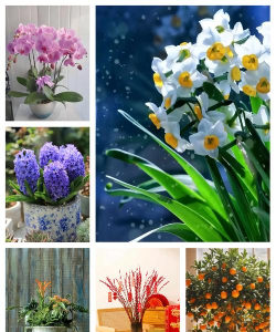 新年宵花有哪些 新年宵花有哪些