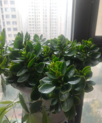 螃蟹爪开花上什么肥 螃蟹爪开花上什么肥