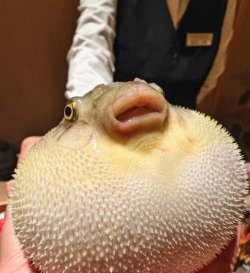 河豚 河豚百科 河豚 河豚百科
