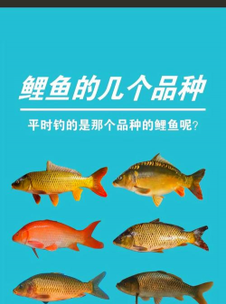 鲤鱼 鲤鱼百科 鲤鱼 鲤鱼百科
