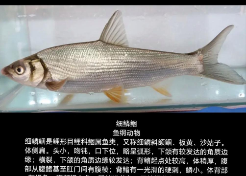 鲮鱼 鲮鱼百科 鲮鱼 鲮鱼百科