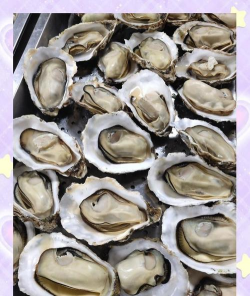 牡蛎 牡蛎百科 牡蛎 牡蛎百科
