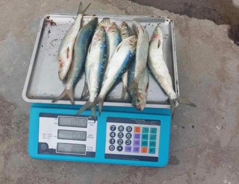 沙丁鱼 沙丁鱼百科 沙丁鱼 沙丁鱼百科