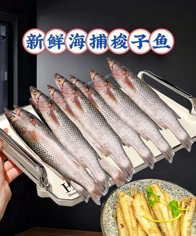 梭鱼 梭鱼百科 梭鱼 梭鱼百科