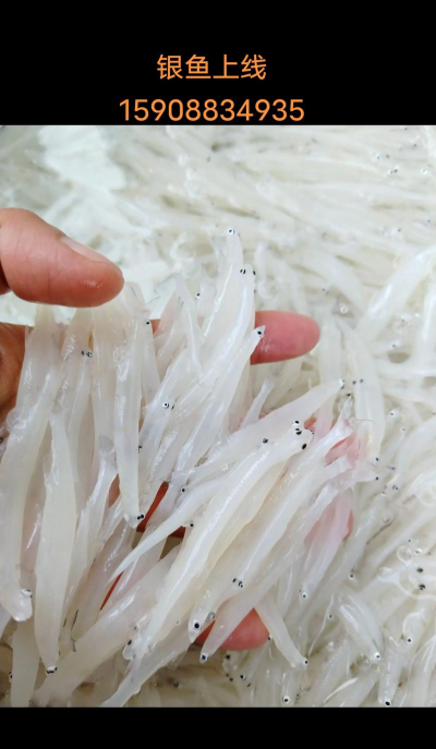 银鱼 银鱼百科 银鱼 银鱼百科