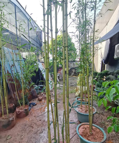 竹子几月份栽成活率高 竹子几月份栽成活率高