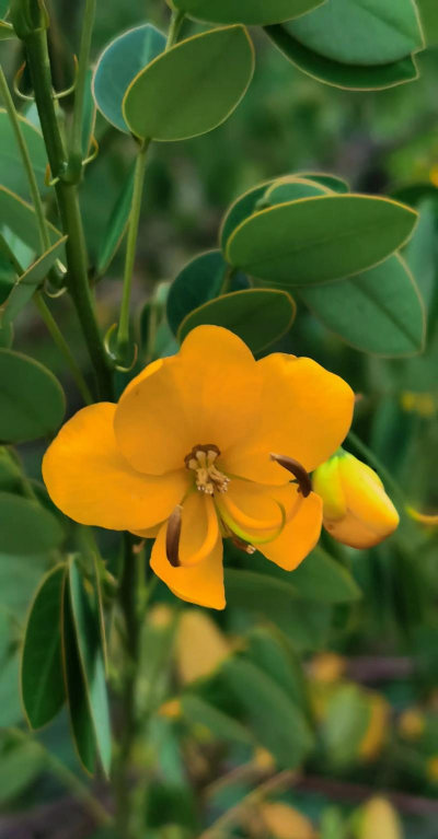 幽冥的花有哪些 幽冥的花有哪些