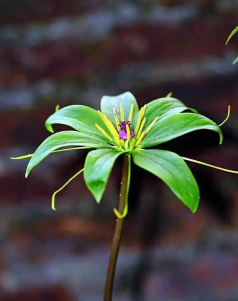 驱蛇花有哪些 驱蛇花有哪些