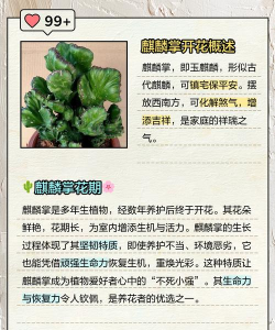 麒麟掌什么时候开花 麒麟掌什么时候开花