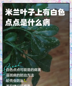 为什么米兰叶子白点点 为什么米兰叶子白点点