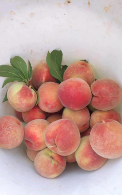 古田水蜜桃 古田水蜜桃