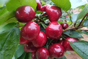 欧洲甜樱桃 欧洲甜樱桃