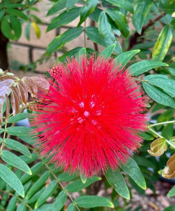 球状鲜花有哪些花 球状鲜花有哪些花