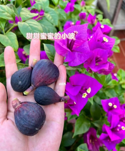 紫色波尔多 紫色波尔多