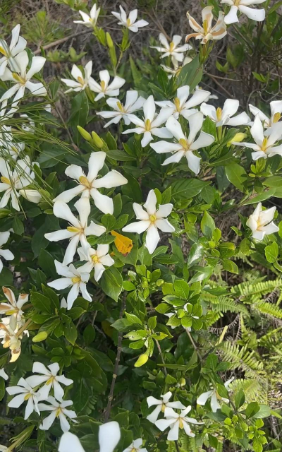 野生的花有哪些 野生的花有哪些