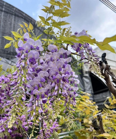 有哪些花淡香 有哪些花淡香