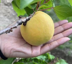 兰州大接杏 兰州大接杏