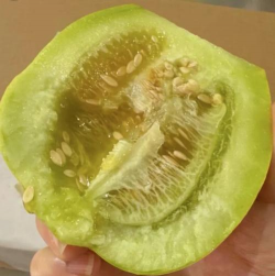 马连庄甜瓜 马连庄甜瓜