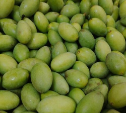 冬节圆橄榄 冬节圆橄榄