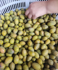 潮阳三棱榄 潮阳三棱榄