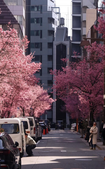 东京的花有哪些 东京的花有哪些