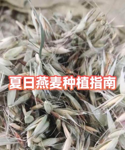 燕麦能种植吗怎么种植的 燕麦能种植吗怎么种植的