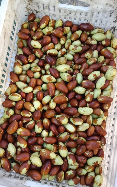 北京马牙枣 北京马牙枣