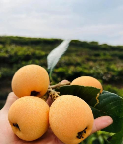 大五星枇杷 大五星枇杷