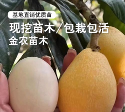 解放钟枇杷 解放钟枇杷
