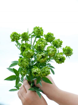 绿色花朵有哪些花 绿色花朵有哪些花