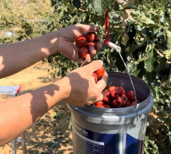 大五棱山楂 大五棱山楂