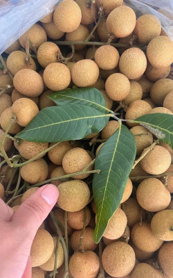 茂名储良龙眼 茂名储良龙眼