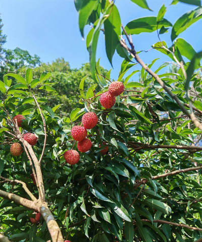 糯米糍荔枝 糯米糍荔枝