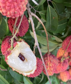 仙进奉荔枝 仙进奉荔枝