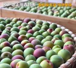 软枝大粒梅 软枝大粒梅