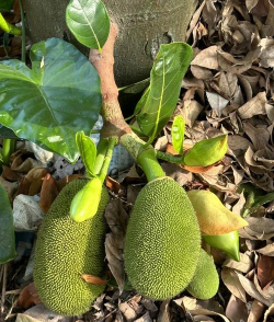 菲律宾菠萝蜜 菲律宾菠萝蜜