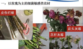 24花型有哪些 24花型有哪些